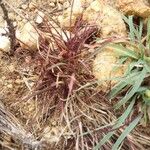 Microchloa kunthii Blatt