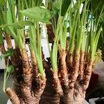 Alocasia cucullata Plante entière