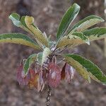 Terminalia stenostachya Fruit