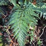 Asplenium onopteris List