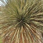 Yucca elata Blad