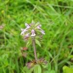 Stachys arvensis Fiore