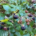 Rubus echinatus 果実