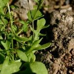 Hornungia procumbens Habitus