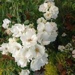 Rosa moschata Blüte