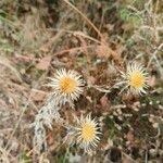 Carlina vulgaris 果実