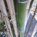 Phyllostachys sulphurea Casca