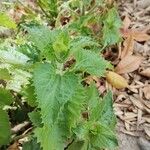 Mikania cordifolia Leaf