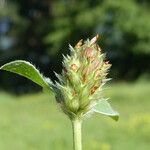 Trifolium striatum Frukto