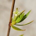 Ernodea littoralis Flower