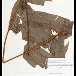 Phlebodium decumanum Leaf