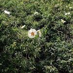 Cistus ladanifer Otro