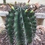Ferocactus wislizeni Folha