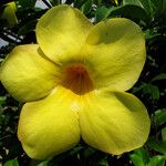 Allamanda cathartica Flor