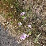 Malva alceaFlower