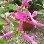 Salvia dorisiana Flor