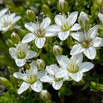 Facchinia rupestris Flower