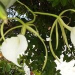 Brassavola acaulis Virág