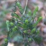 Genista germanica Leaf