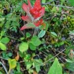 Castilleja miniata ফুল