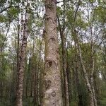 Betula pendulaRinde