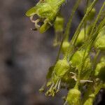 Acer grandidentatum Flower