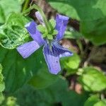 Viola × bavarica Blomst