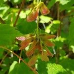 Acer spicatum Frucht