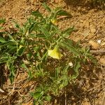 Physalis viscosa Habitus