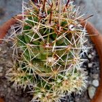 Thelocactus leucacanthus