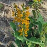 Crotalaria mitchellii