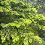 Picea mariana Blatt