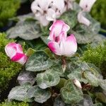 Cyclamen spp. Habitus