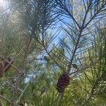 Pinus halepensis 果實