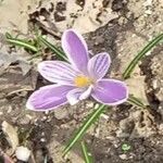 Crocus corsicus Flower