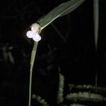 Myrosma cannifolia 花
