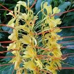 Hedychium gardnerianumFlower