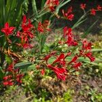 Crocosmia paniculata 花