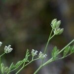 Torilis leptophylla Fleur