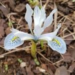 Iris reticulata M.Bieb.Blomst