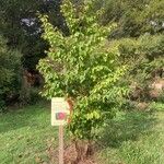 Parrotia subaequalis आदत