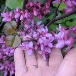 Cercis occidentalis Lorea