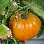 Solanum lycopersicum Fruit