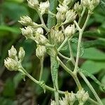 Achyrocline flaccida Flor