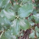 Garrya elliptica Leaf