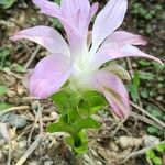 Curcuma amada Floare