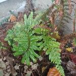 Dryopteris fragrans 葉