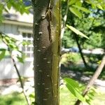 Betula alleghaniensis Kôra