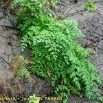 Daucus decipiens Buveinė