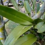 Epidendrum ciliare Foglia